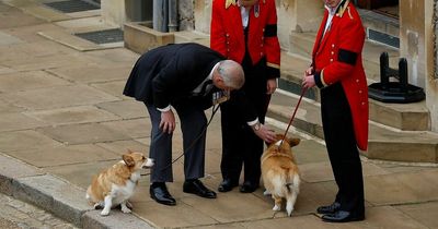 Prince Andrew looks after Queen's beloved corgis as they wait for monarch's coffin