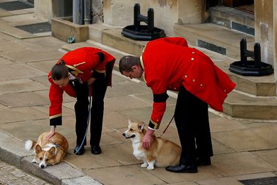 Loyal to the last, queen's corgis and pony watch her pass