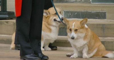 Viewers in tears as Queen's corgis brought out to watch her coffin procession in Windsor