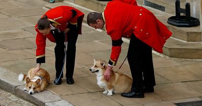 Queen's beloved corgis say final farewell in touching funeral moment