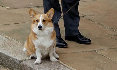 Four-legged farewells: Queen’s corgis and pony attend funeral procession