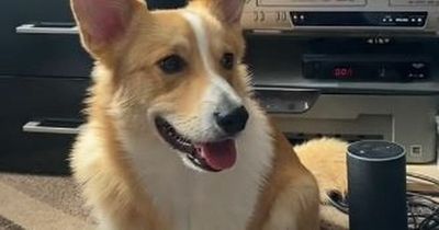 Sad corgi leaves royal fans in tears as he joins owner to watch Queen's funeral