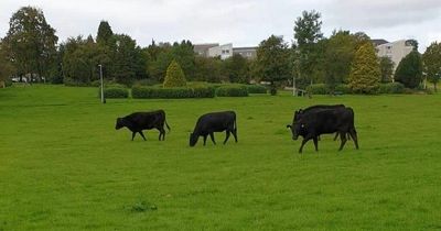 Cows moo-ved on after being spotted by bemused onlookers in Lanarkshire park