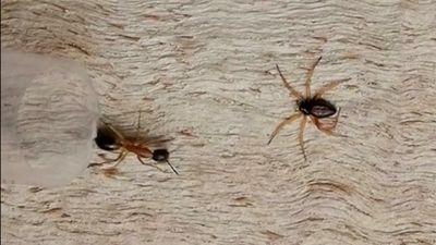 Moves as smooth as silk: scientists uncover Australian ant-slayer spider’s hunting secrets