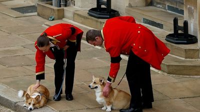 Queen's corgis Muick and Sandy and Fell pony Emma welcome her home to final resting place in Windsor Castle