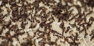 Earth harbours 20 quadrillion ants – and they weigh more than wild birds and mammals combined