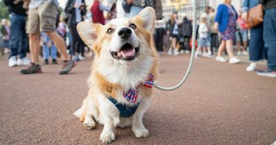 Corgi owners claim their beloved pooches are acting different since the Queen's death
