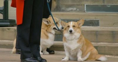 Queen's corgis and pony carry out final duties as they say final farewell
