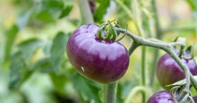 Genetically-modified purple tomatoes which are even more healthy than red ones approved