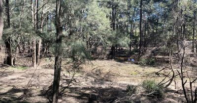 'Absolute disgrace': Residents support council's call for vegetation management in Wollombi Brook