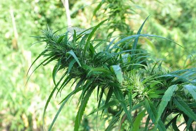 Anutin slams call to re-list cannabis as narcotic plant
