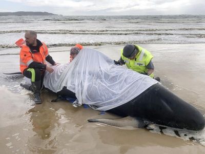 Dead whales washed ashore on King Island