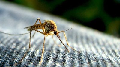 Threat of exotic vector-borne diseases worsening with climate change, scientists say