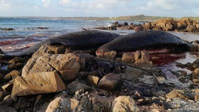 Sperm whales stranded off Tasmania's King Island mostly young males, experts say
