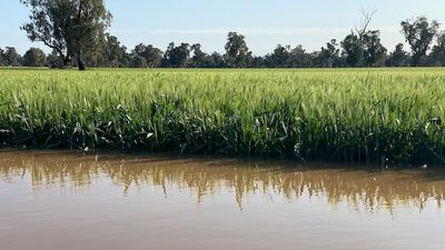 Farmers in North West NSW see crops inundated by flooding, with more rain on the way