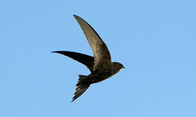Country diary: A swift hunting among house martins is a joy to savour