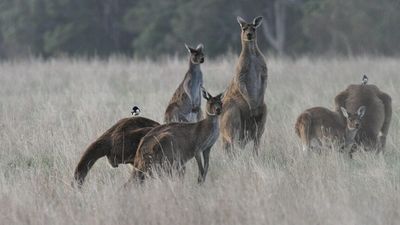 Kangaroo euthanased after being shot with arrows in Margaret River
