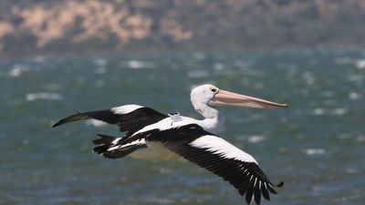 Using solar backpacks, researchers track Coorong pelicans made famous by Storm Boy