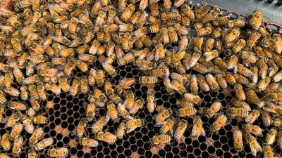 Varroa mite detection forces the destruction of research hives in NSW's Hunter region