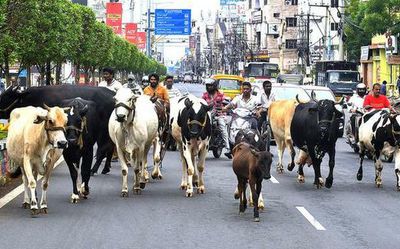 Explained | Gujarat’s cattle control Bill and India’s stray cattle issue