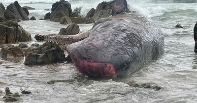 Bloody scenes as 14 rare sperm whales found dead in mysterious mass stranding