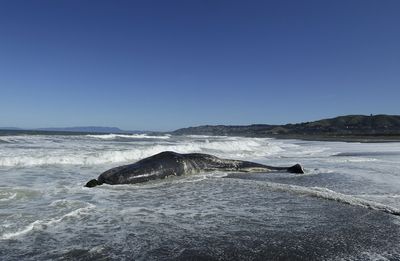 Over a dozen sperm whales die in Australia mass stranding