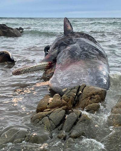 14 dead sperm whales found beached on Australian island