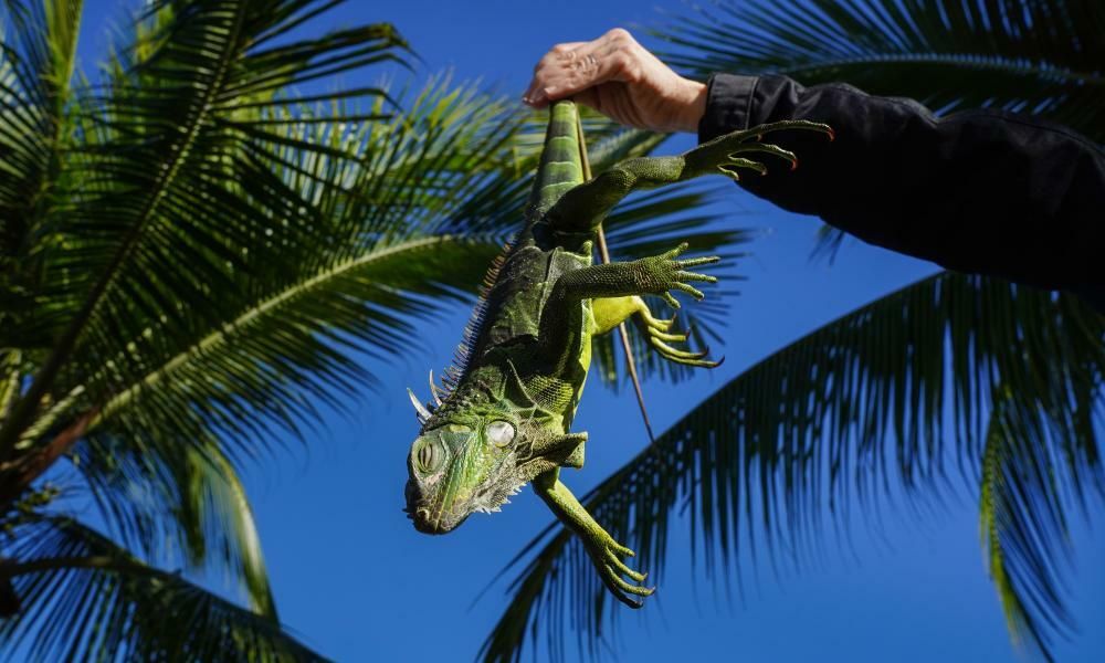 Ninuana Problem Dead or alive: can bounty plan solve Miami Beach’s…