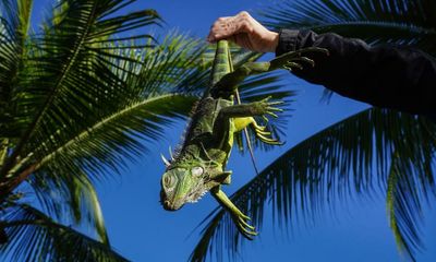 Dead or alive: can bounty plan solve Miami Beach’s invasive iguana problem?