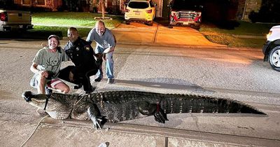Huge alligator roams street as rescuers forced to use tow truck to take beast away