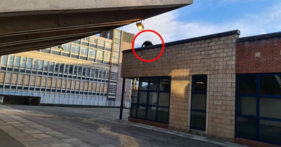 'Puma' spotted on roof near Cheshire market by drinker on night out