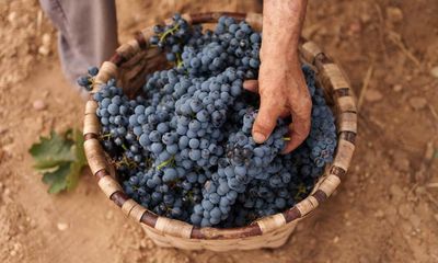 Droughts, heat and fire: the future of wine in the climate crisis