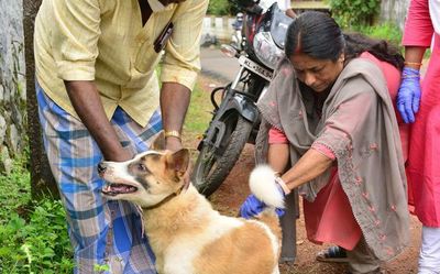 Anti-rabies vaccination drives on in many local bodies: Minister