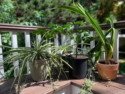 At summer's end, indoor plants needs attention too