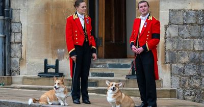 Corgis broke royal tradition while waiting for Queen's coffin outside Windsor