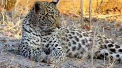 Uttar Pradesh: Female leopard found dead in Bahraich village