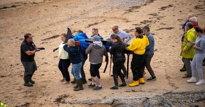 Heroes rescue stranded dying dolphin from Irish beach