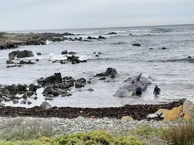 More than a dozen sperm whales found beached