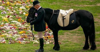 What will happen to the Queen's beloved fell pony Emma? 'New home' for favourite horse