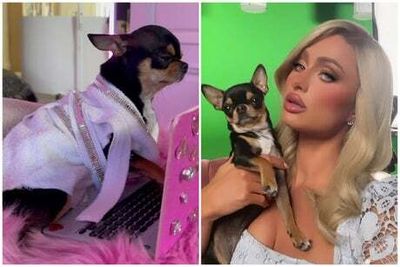 Paris Hilton offers ‘big reward’ with ‘NO questions asked’ after her beloved dog goes missing