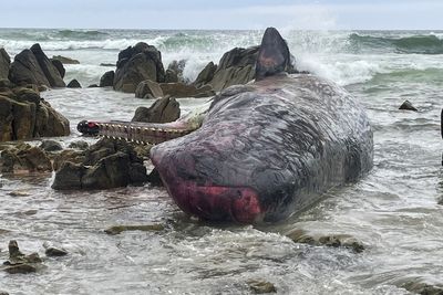 14 young sperm whales are found dead, beached on an Australian island