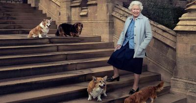 Inside the pampered lives of Queen's corgis - special gravy, fresh sheets and loyal love