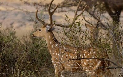 No deer brought to Kuno National Park as prey for cheetahs: officials