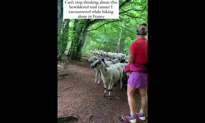 Watch: Flock of 100 sheep follows runner down trail