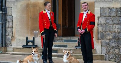 Queen Elizabeth's corgis will understand emotion of missing the monarch, says dog expert