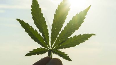 Cannabis News Week: States Becoming More Weed Friendly