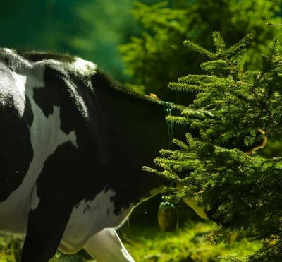 Trading trees for cows: A new solution to offsetting agricultural emissions