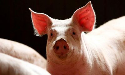 Pigs still held in narrow pens industry promised to ban, Victorian Animal Justice party claims