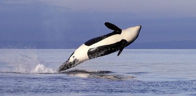As chinook salmon get thinner and fewer, southern resident killer whales struggle to find enough food