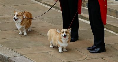 Queen's corgis may be feeling 'depressed' after her death, dog expert reveals